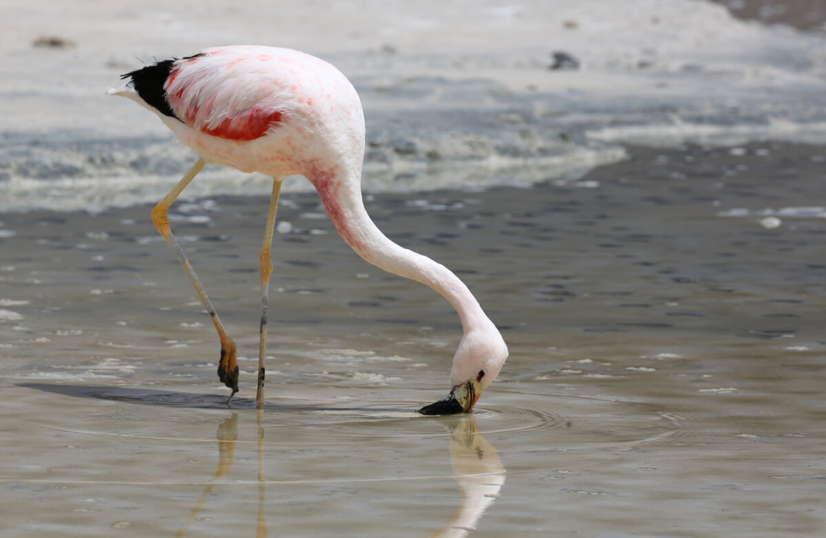 Comer um flamingo.