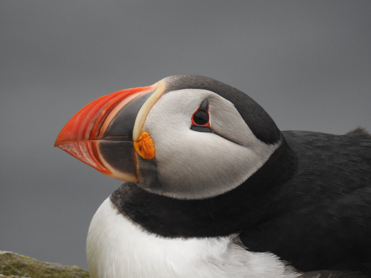 El frailecillo atlántico, una de las especies de aves marinas existentes.