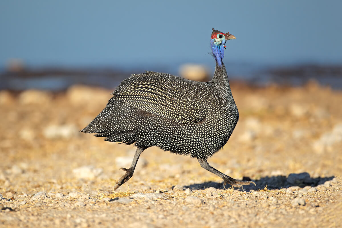 Una gallina de guinea corriendo.