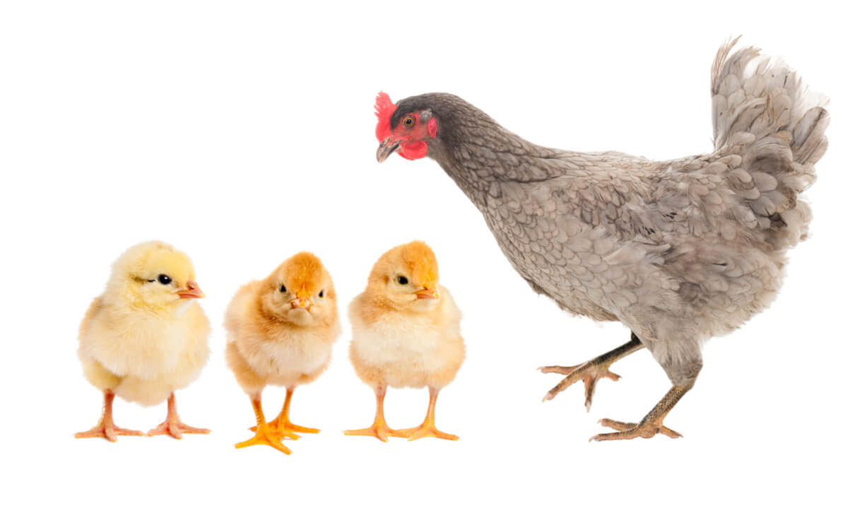 Una gallina con sus pollitos.