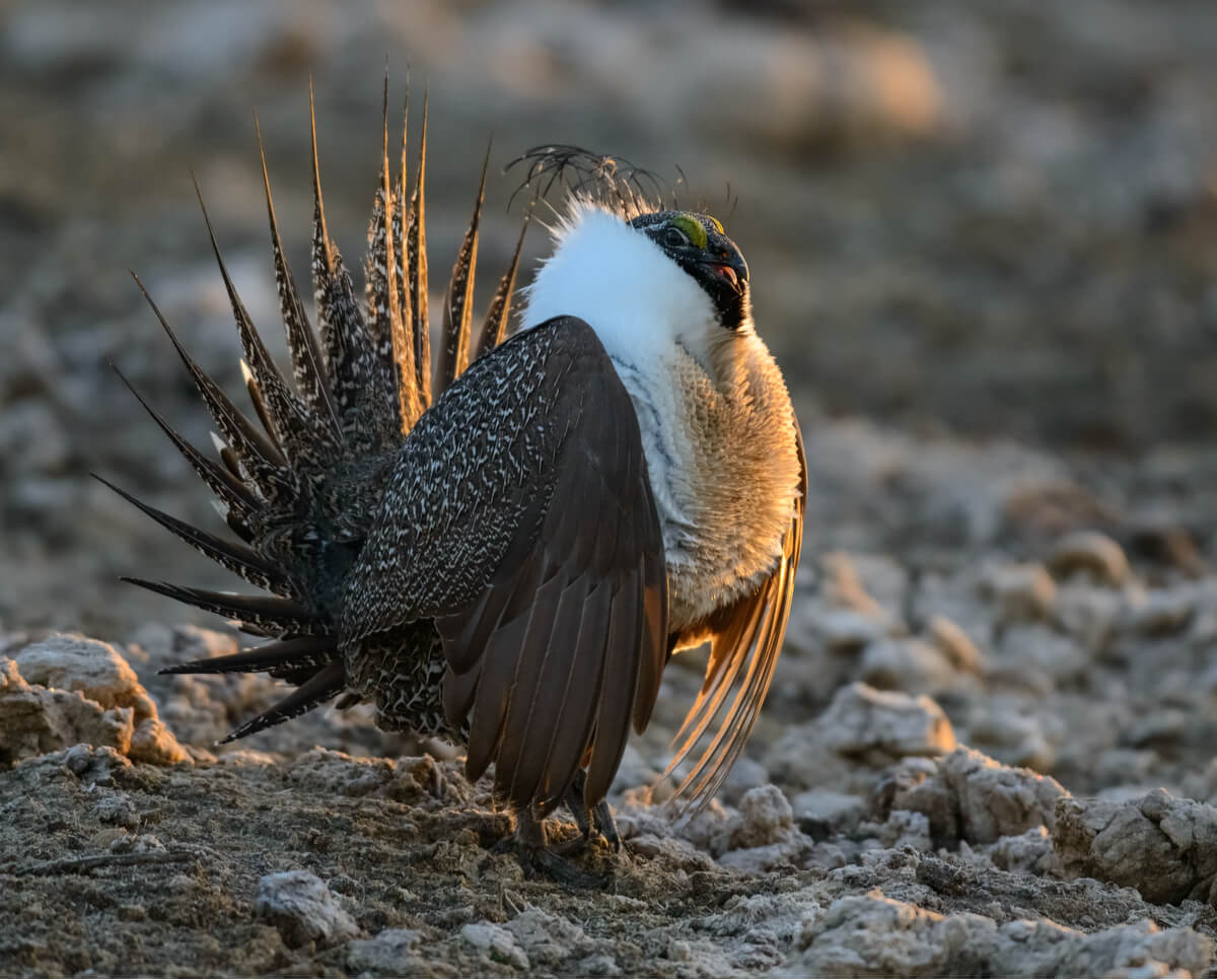 Gallos de salvia, parientes cercanos de las gallinas.