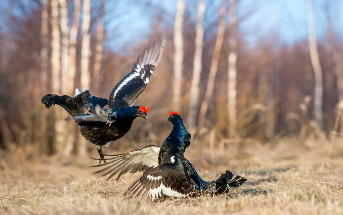 Gallos lira, parientes exóticos de las gallinas.