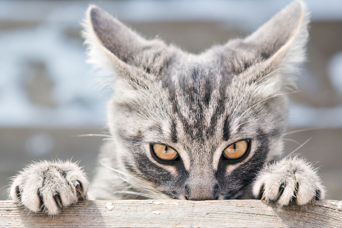 Un gato al acecho.