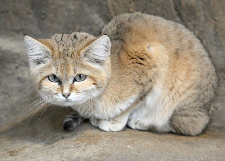 Todo sobre el gato de las arenas