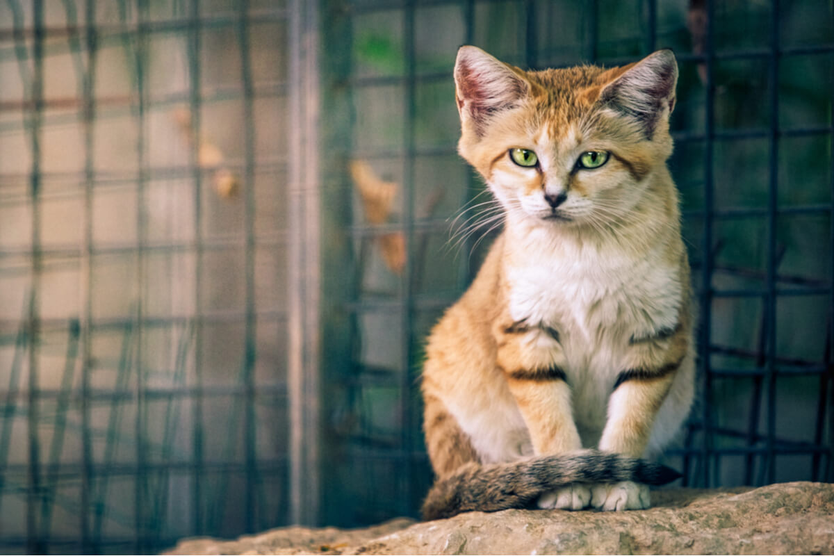 Felino a cuerpo entero.