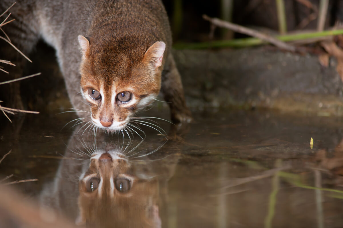 Un gato de cabeza plana que está bebiendo agua.