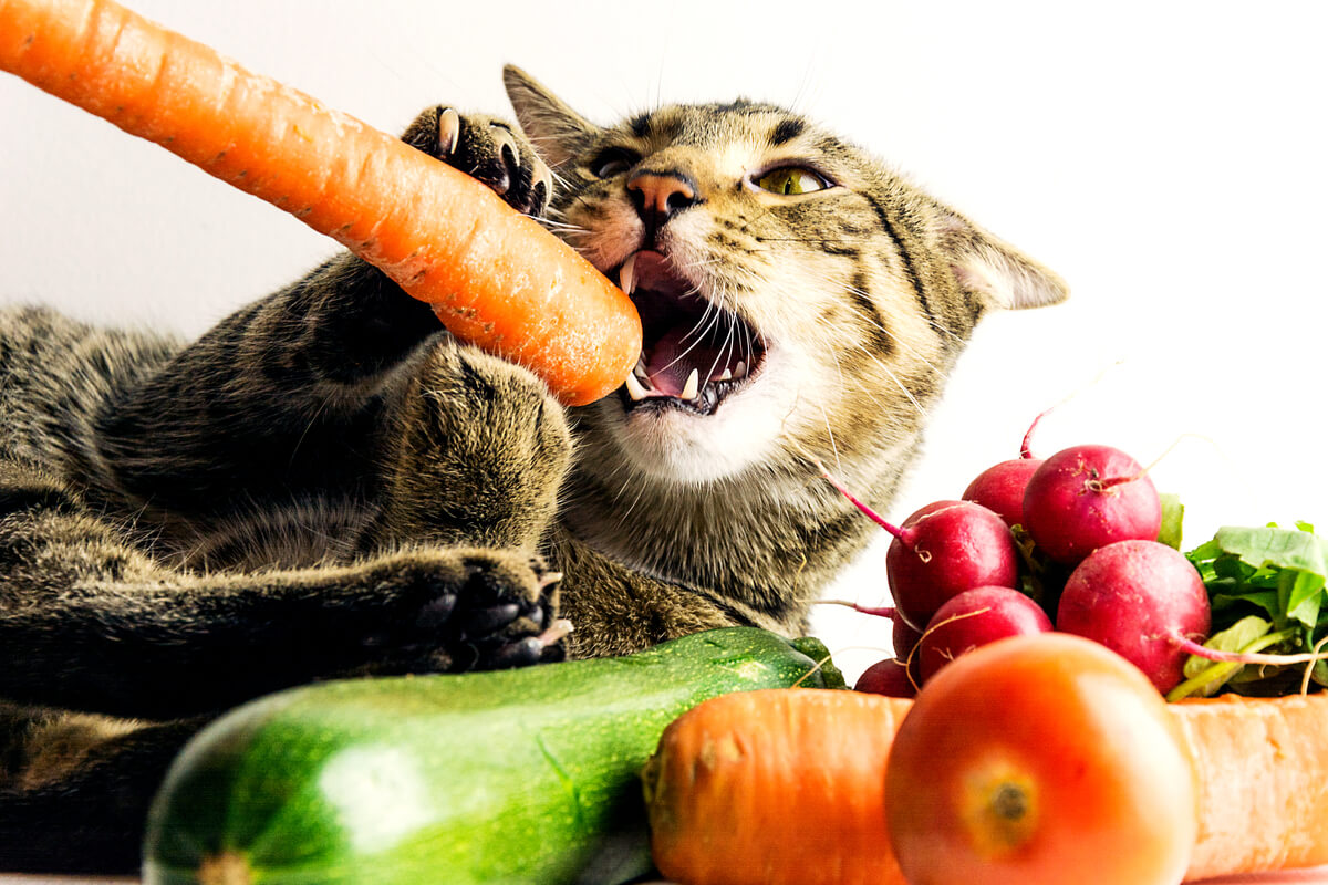 Un gato comiendo verduras.
