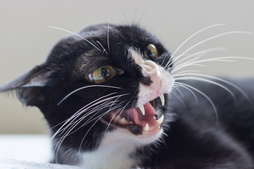 ¿Qué es la agresividad redirigida en gatos?