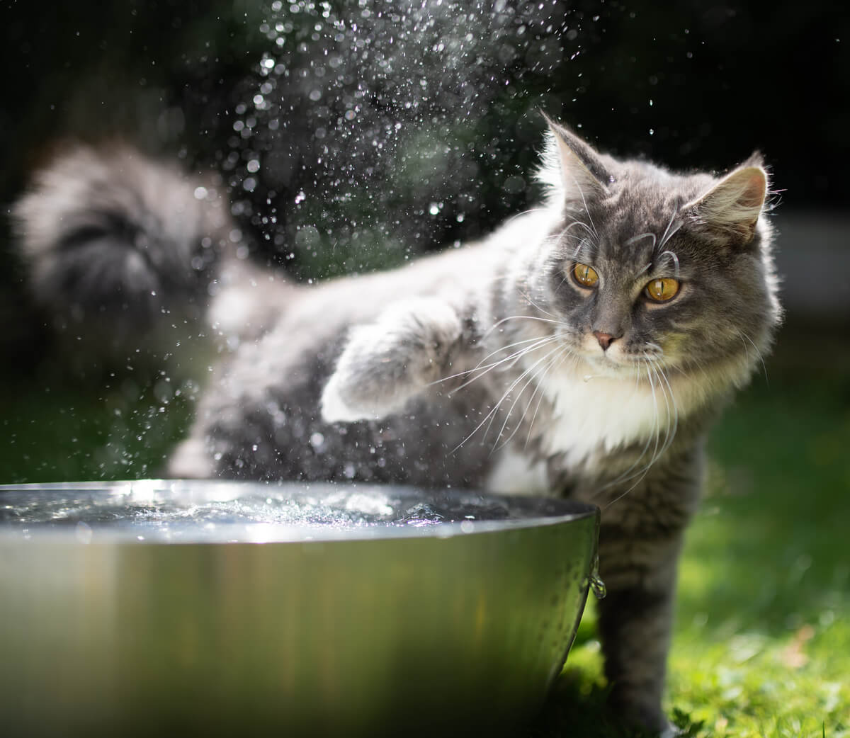 En katt som leker med vann.