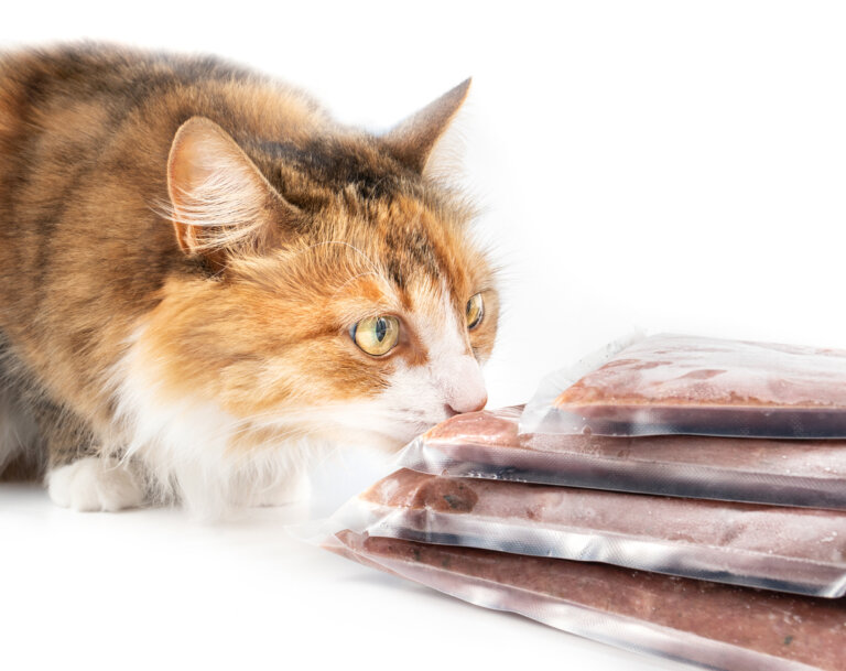 ¿Cuáles son las causas de la salmonelosis en mascotas?