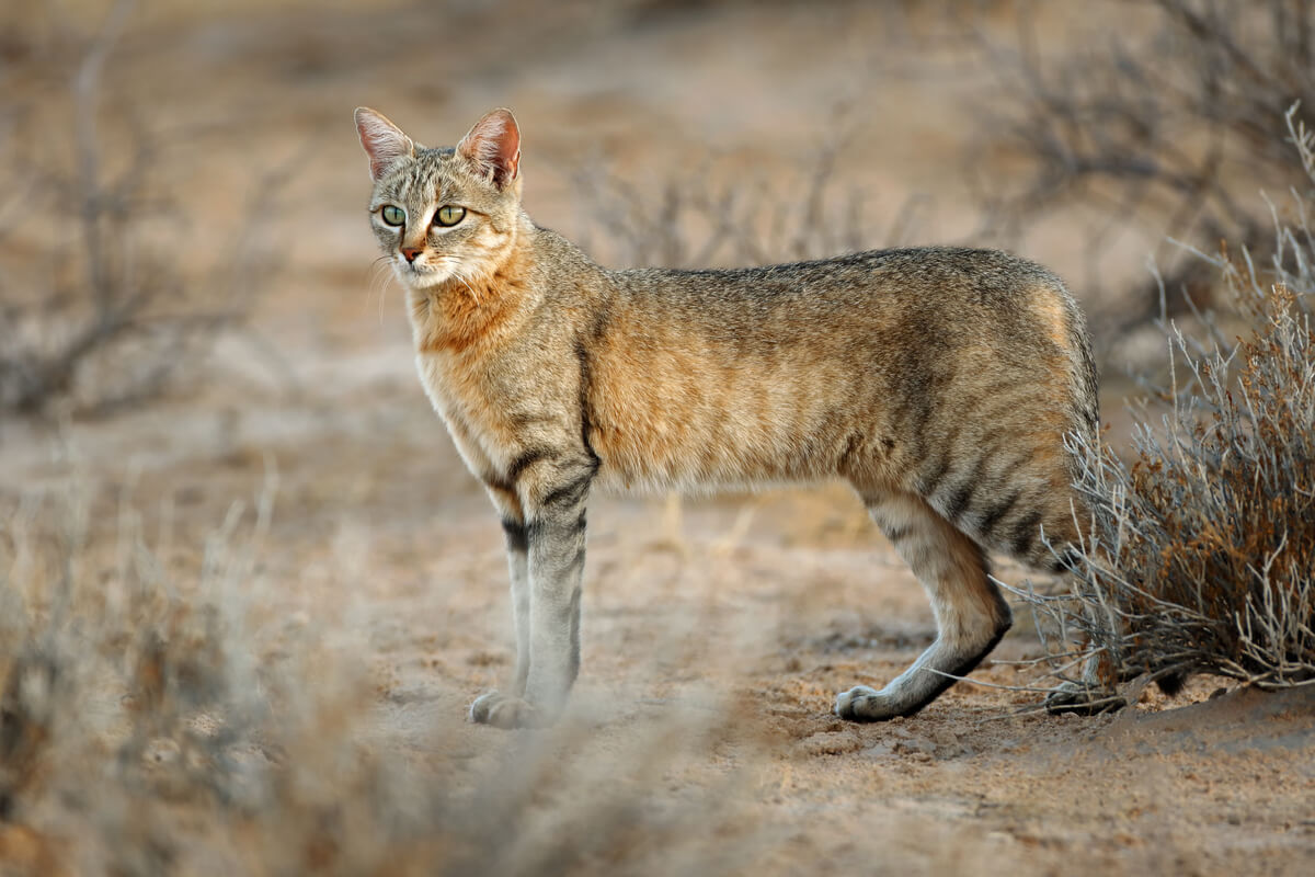 El gato montés es uno de los tipos de felinos.