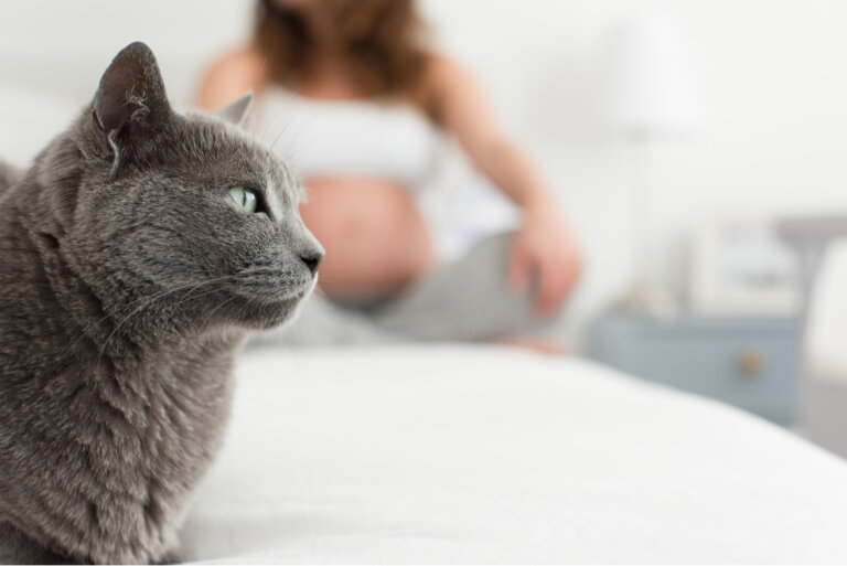 ¿Cuales son los síntomas de toxoplasmosis en gatos?