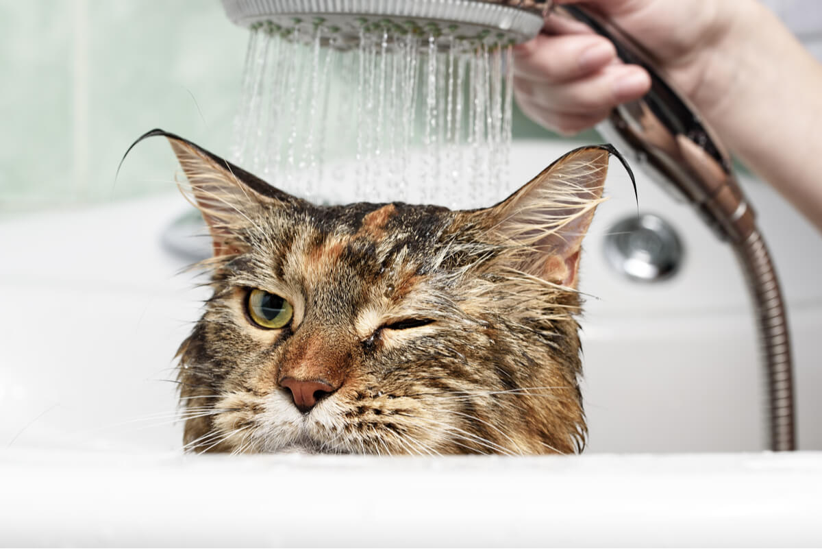 ¿Por qué los gatos odian el agua?