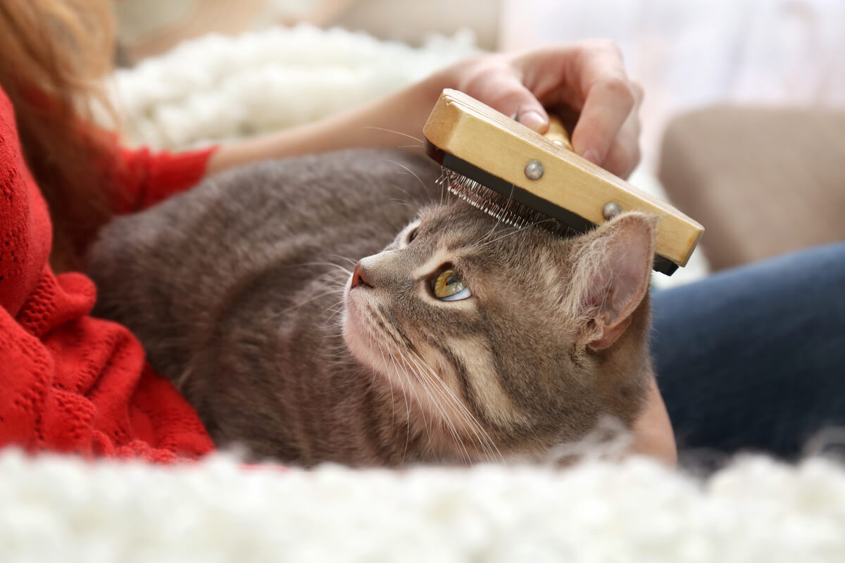 Spazzolare i capelli nei gatti.