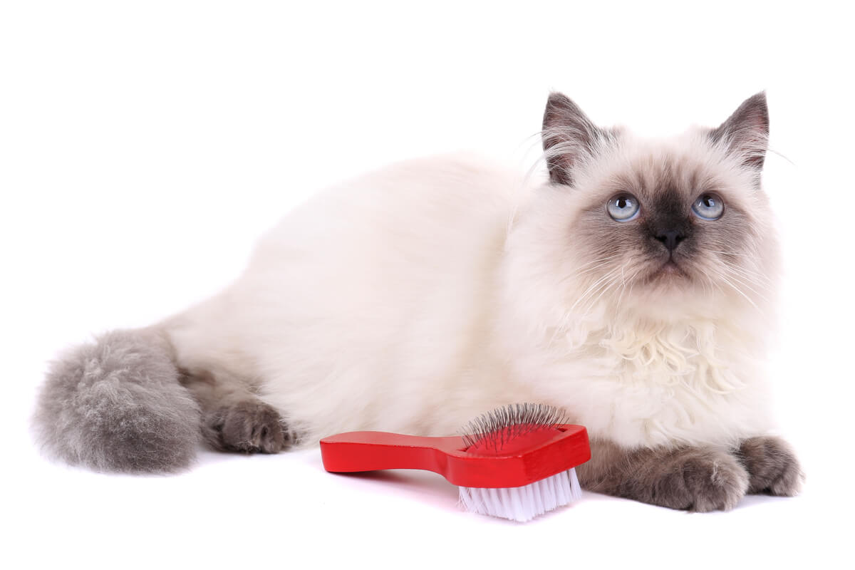 ¿Sabes cómo quitarle los nudos del pelo a tu gato?