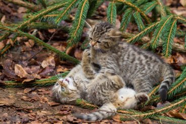 Las 9 razas de gatos con menos enfermedades