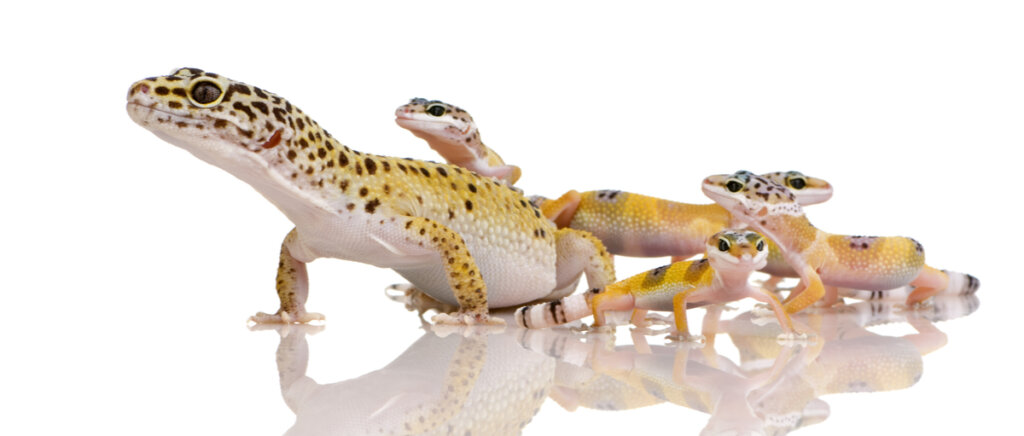 Un gecko leopardo con sus crías.