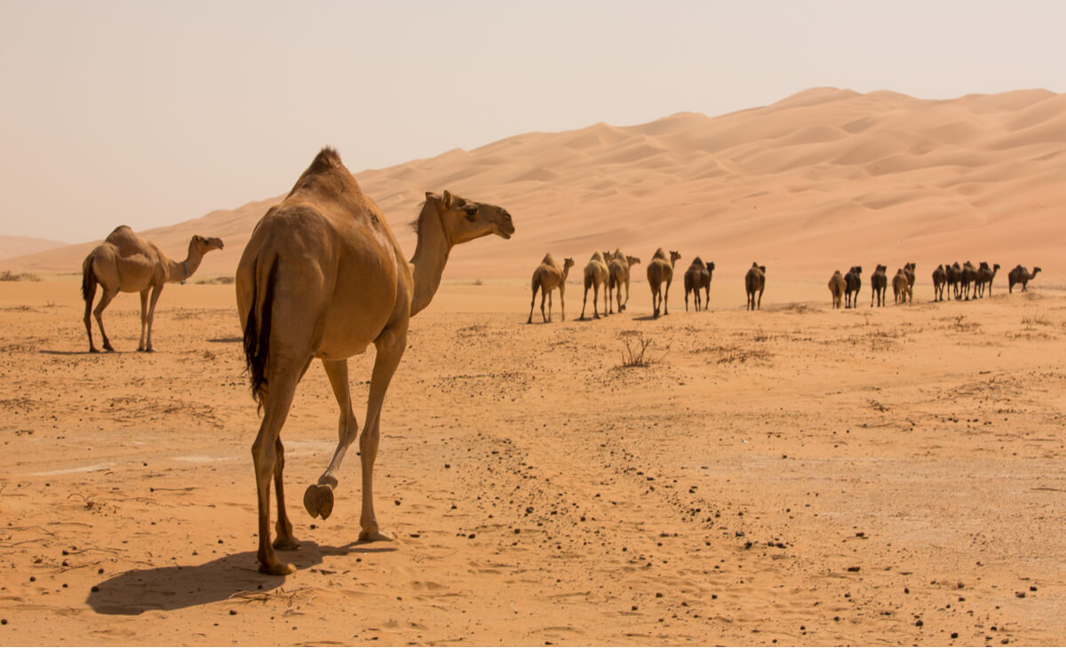 Un grupo de camellos recorriendo el desierto.