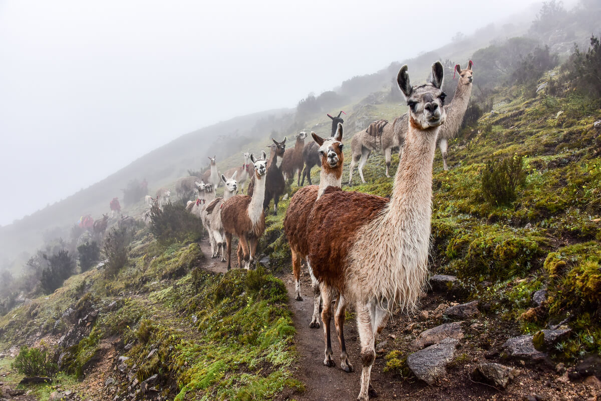 Lama's op een berg