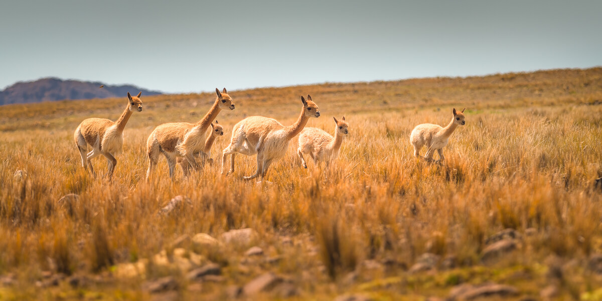 Un grupo de vicuñas, camélidos de Sudamérica.