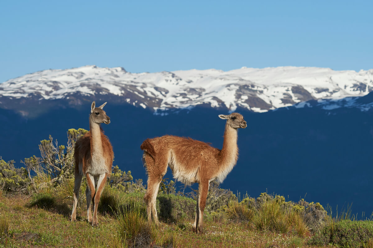 Dos guánacos en una montaña.