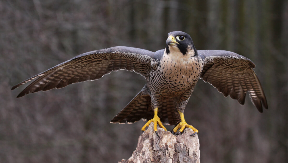 Un halcón peregrino extendiendo las alas.