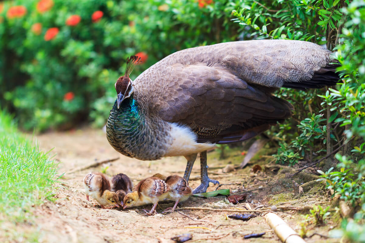 Una hembra de pavo real con sus crías.