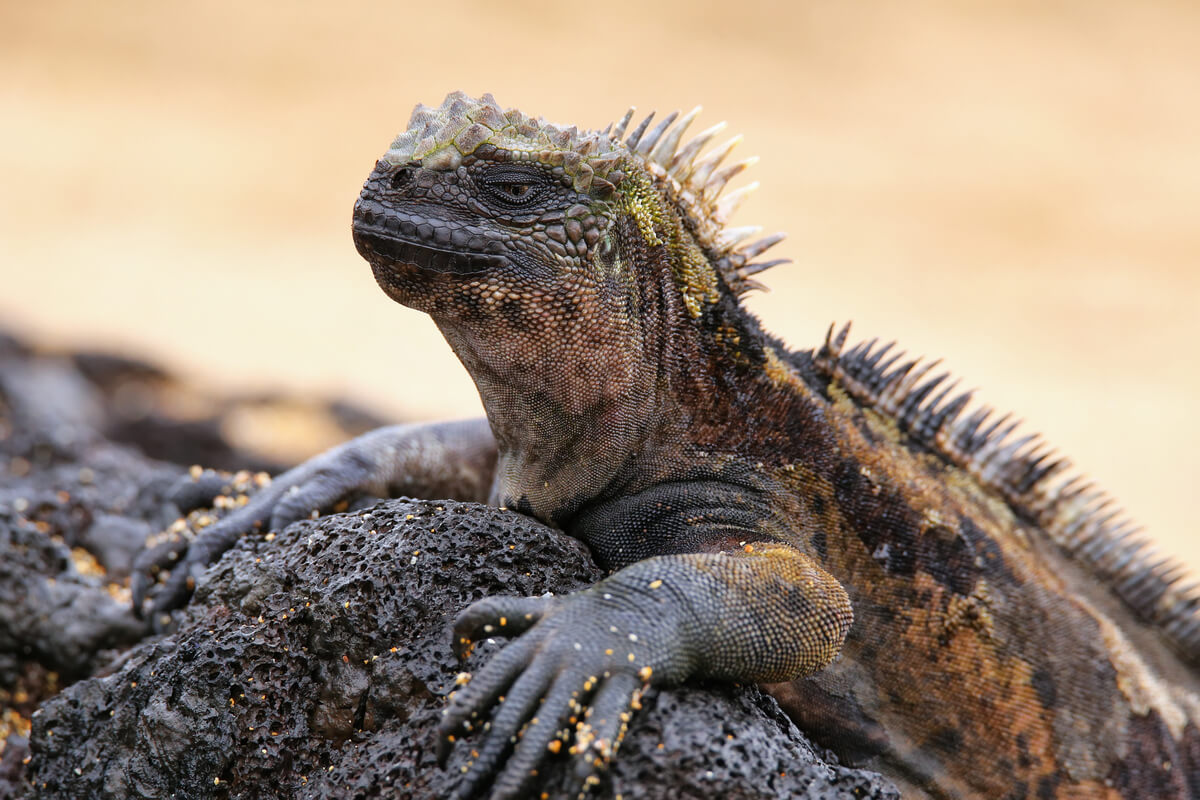 Una iguana marina sobre una roca.