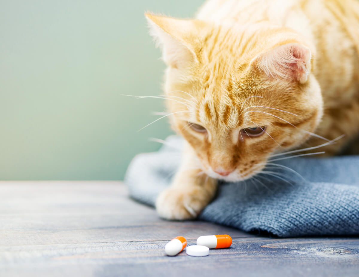 Depression in cats can be treated with medication.