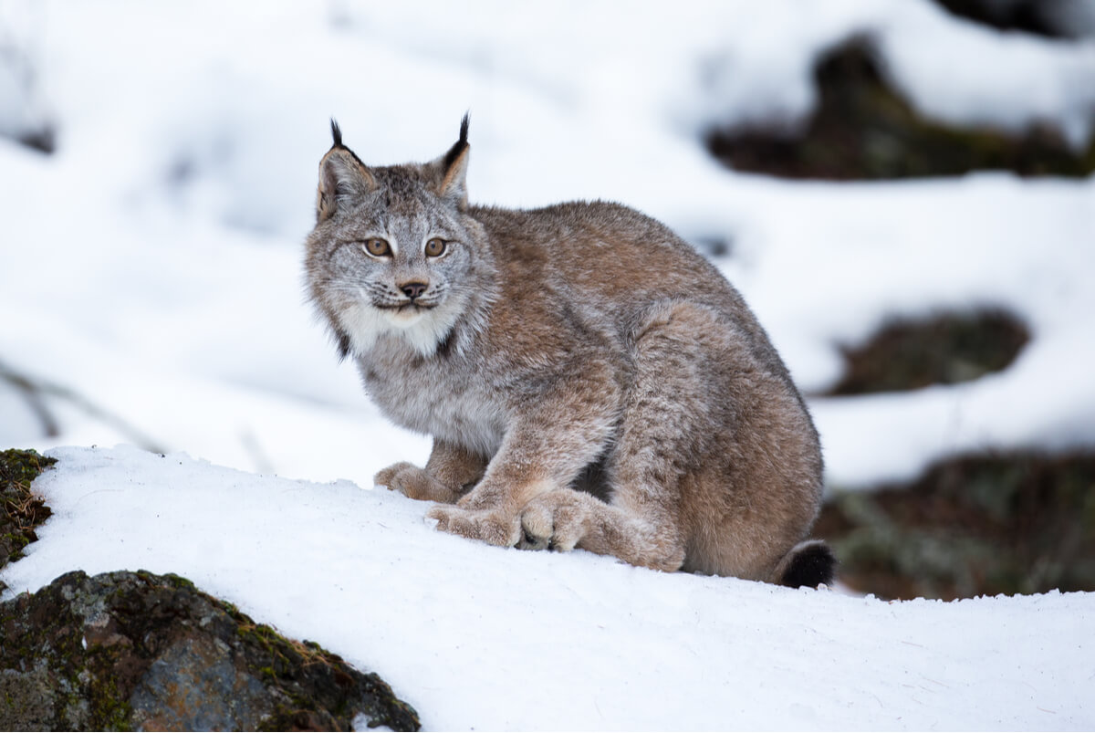 Un lince de canadá.