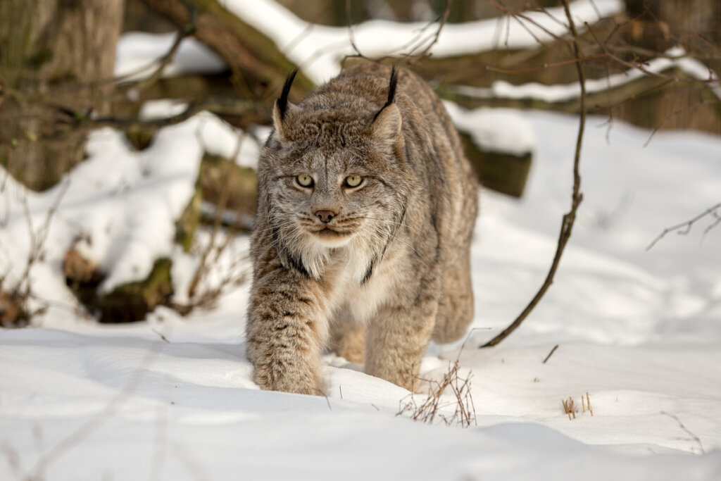 El lince de Canadá: un felino en estado preocupante