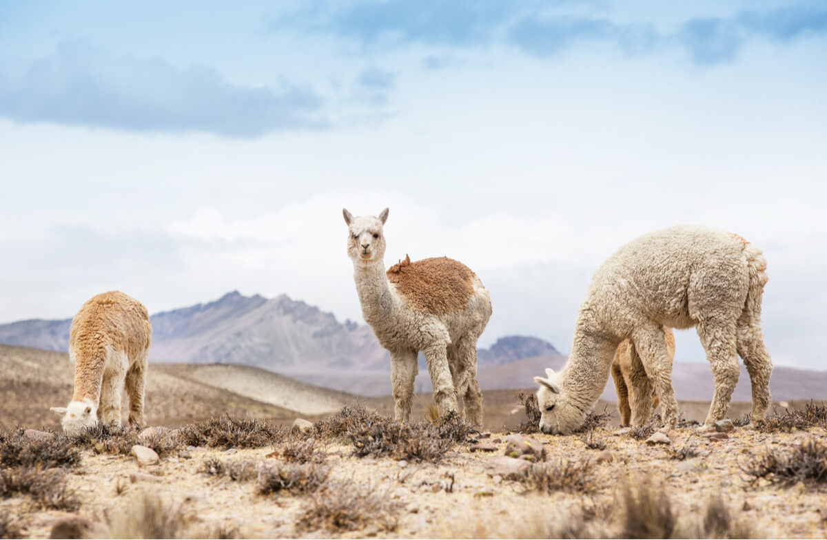 I lama possono dare origine ad animali ibridi