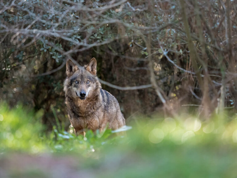 Tres especies de mamíferos en peligro de extinción en España