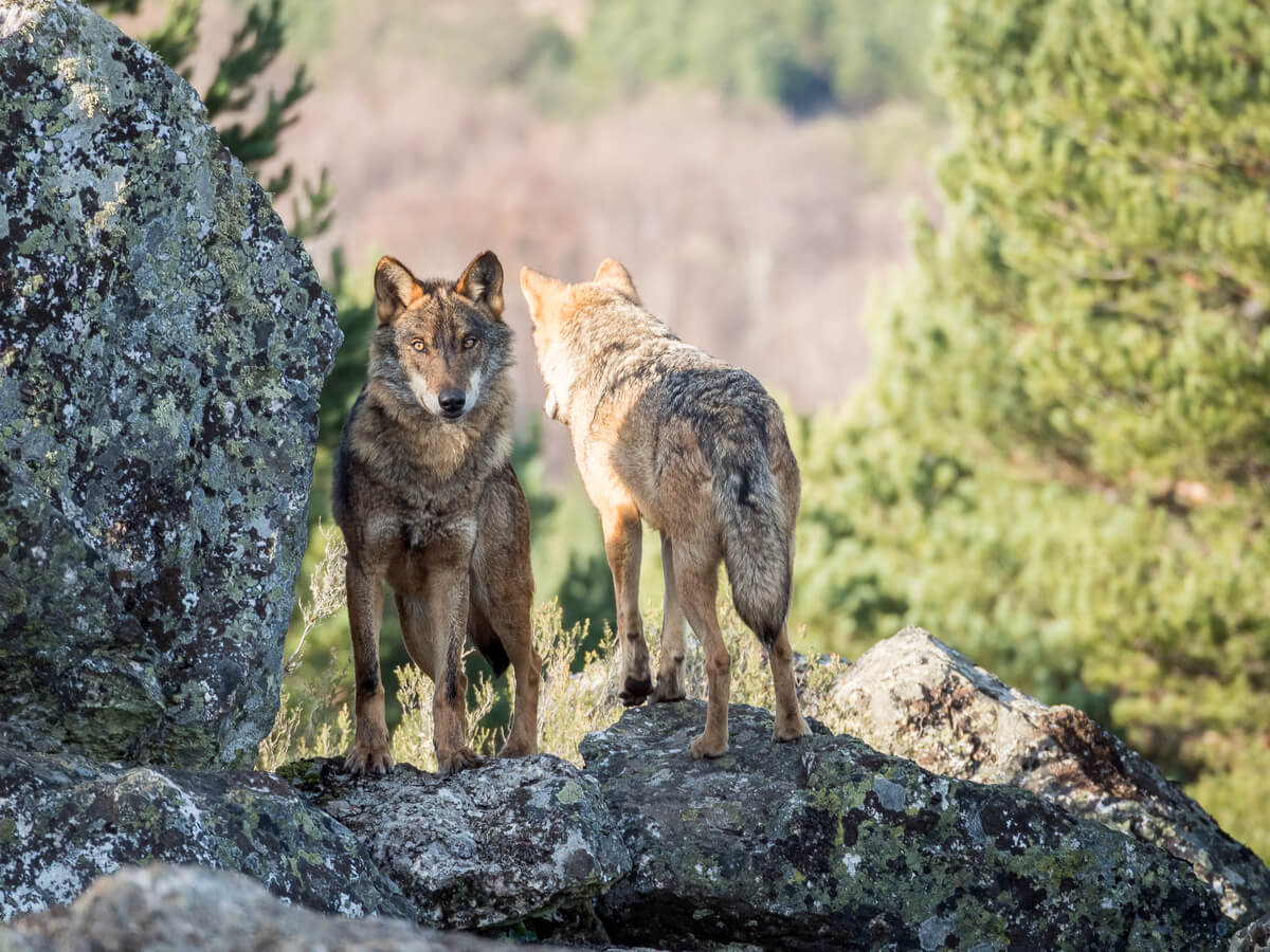 Lobos ibéricos en peligro de extinción.