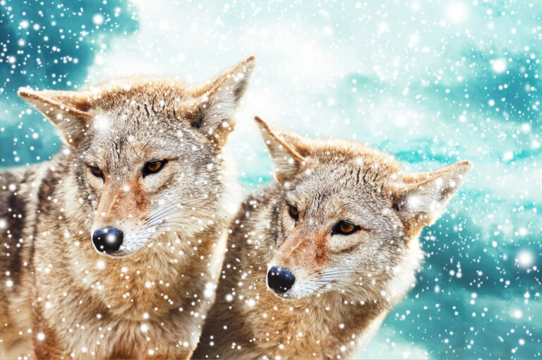 Los 7 mejores padres del mundo animal