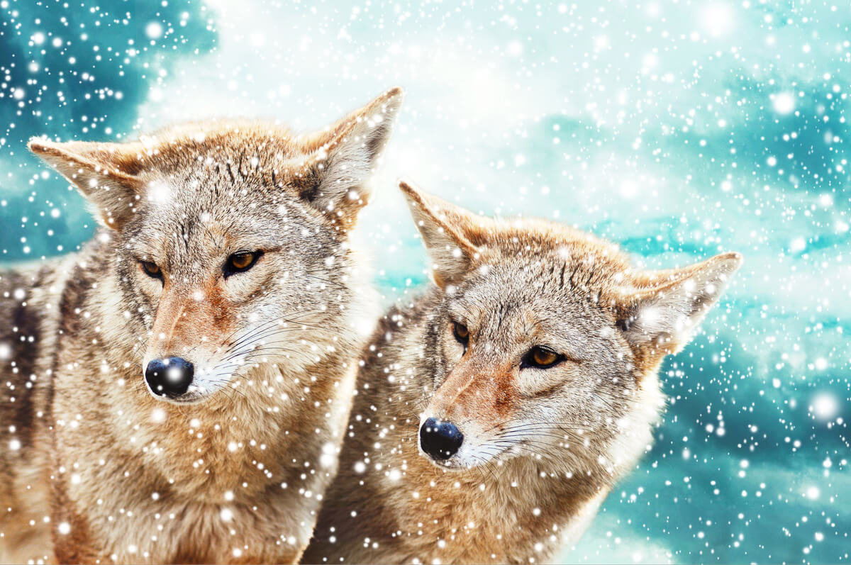 The dilemma of monogamous animals.