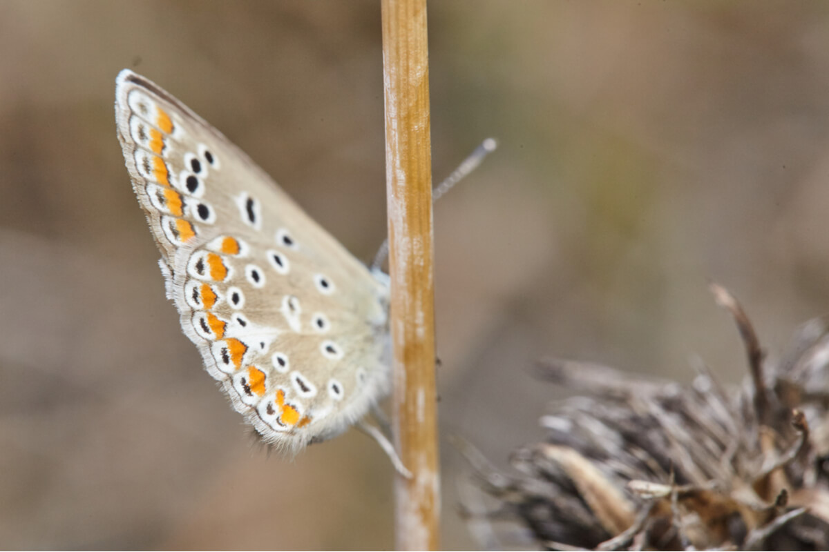Una mariposa de Sierra Nevada, especie vulnerable.