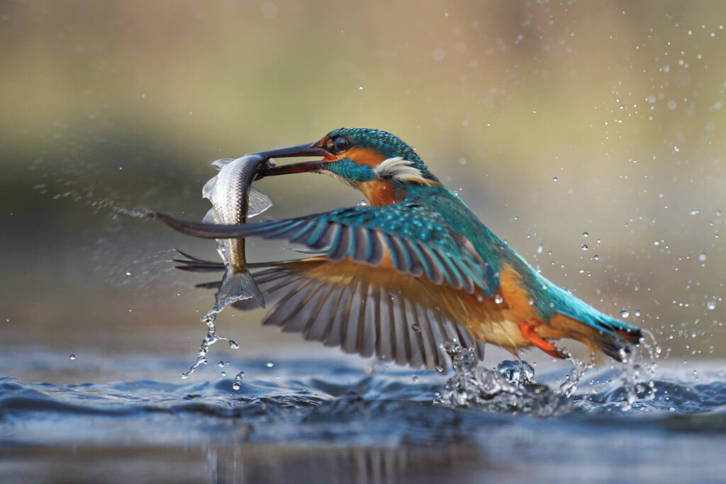 El martín pescador es uno de los animales que se alimentan de peces.