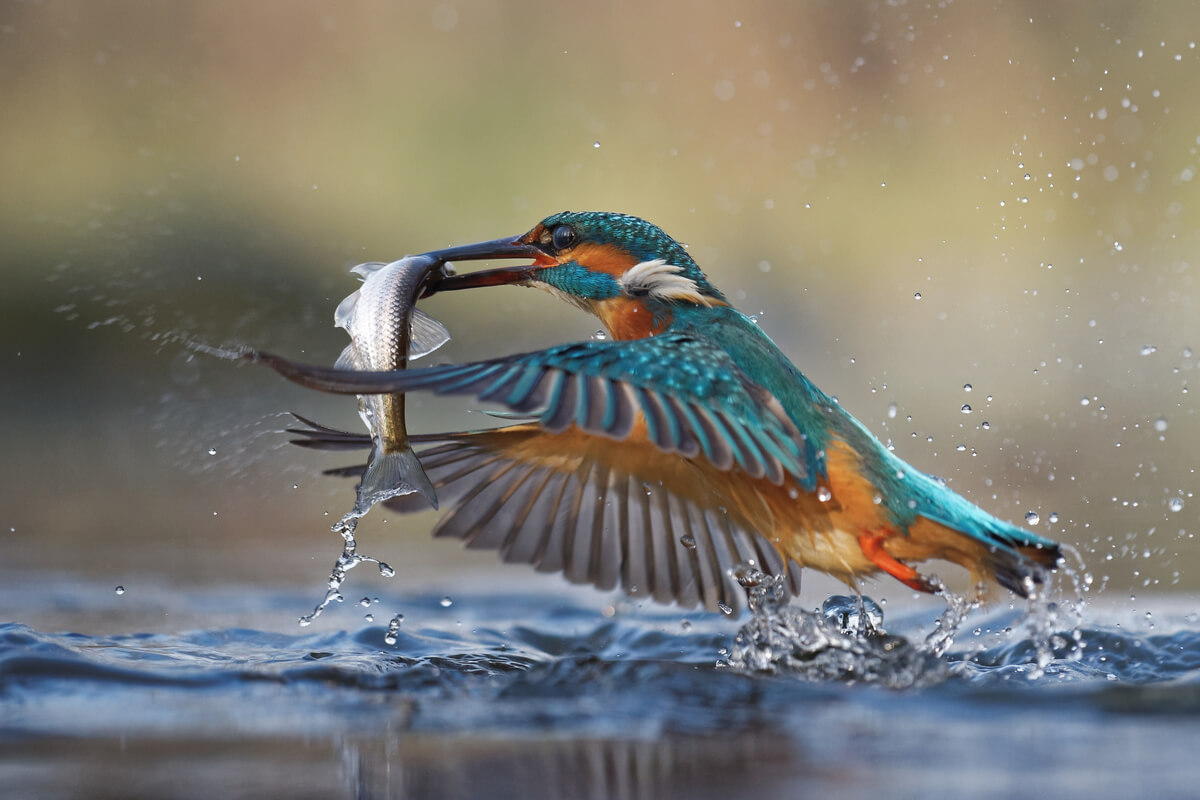 The kingfisher is one of the animals that feed on fish.