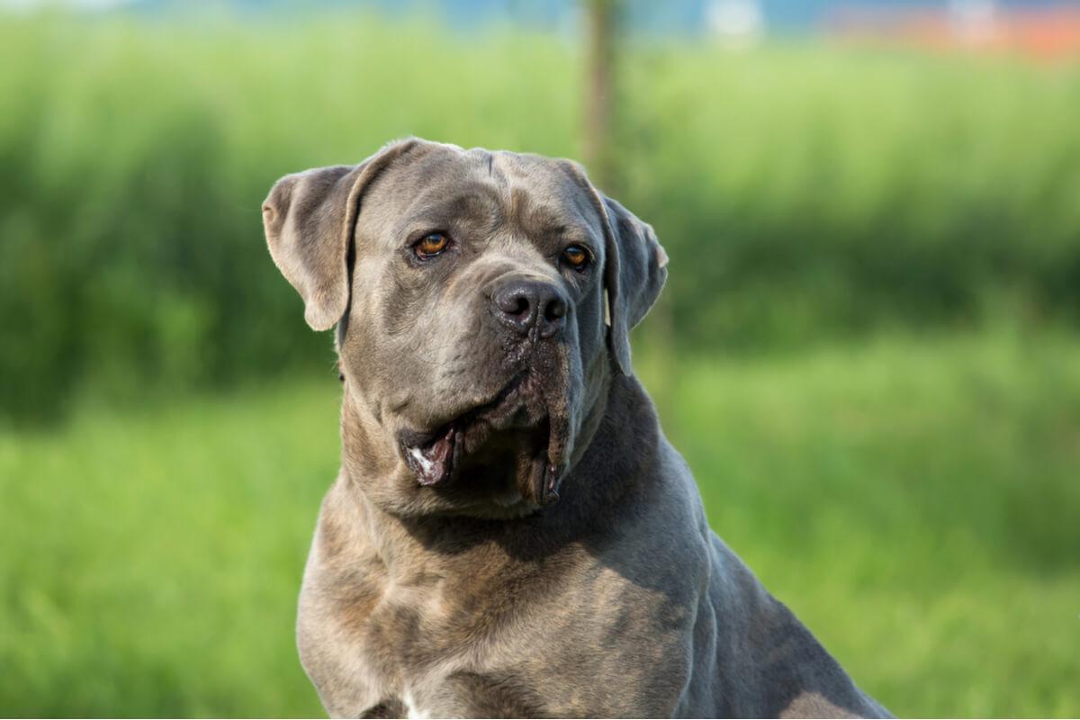 Un cane corso.