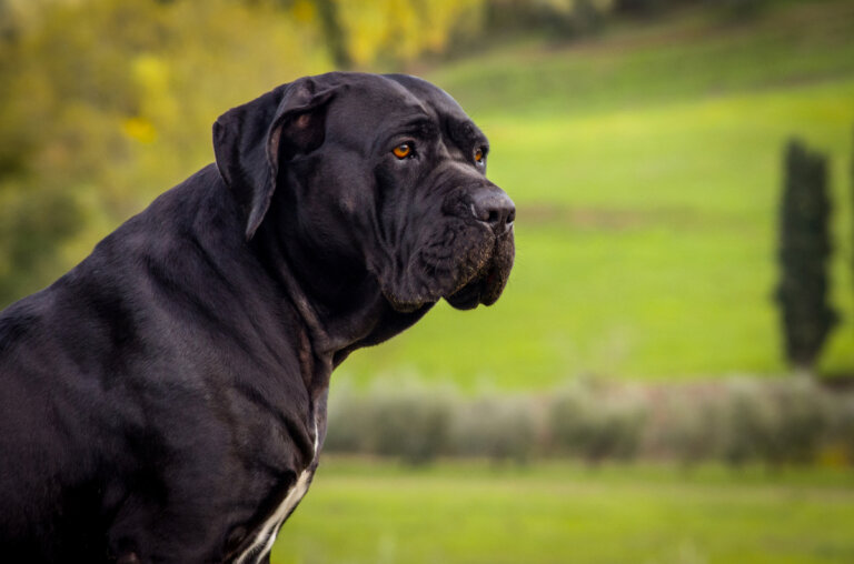 ¿Qué cuidados especiales necesitan los perros de raza grande?