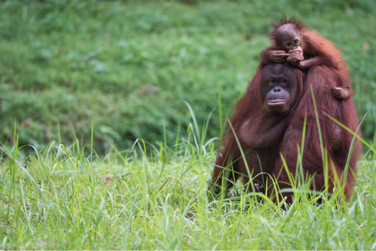 ¿Qué es una generación animal?