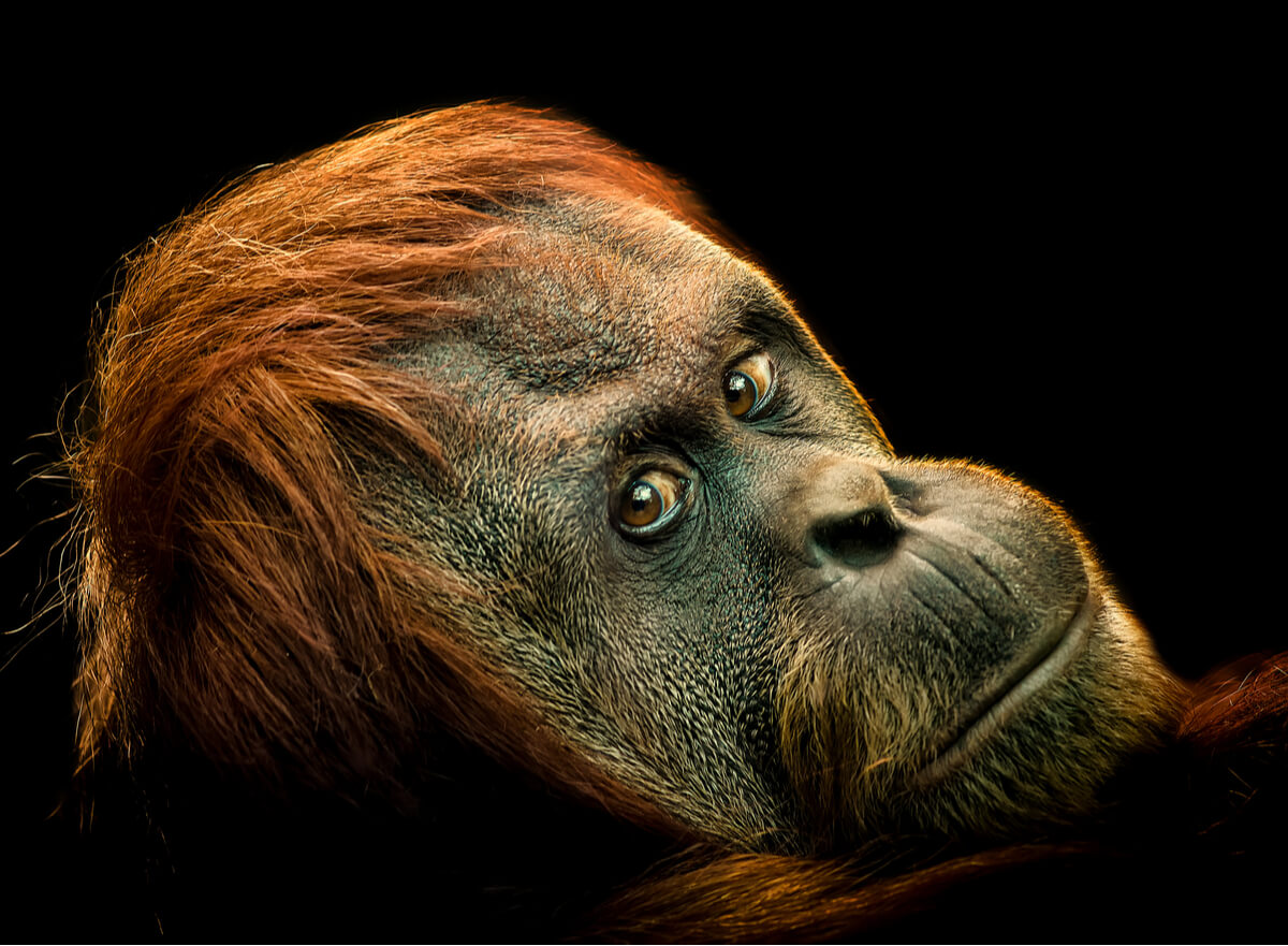 El orangután pigmeo es otro de los animales en peligro crítico de extinción.