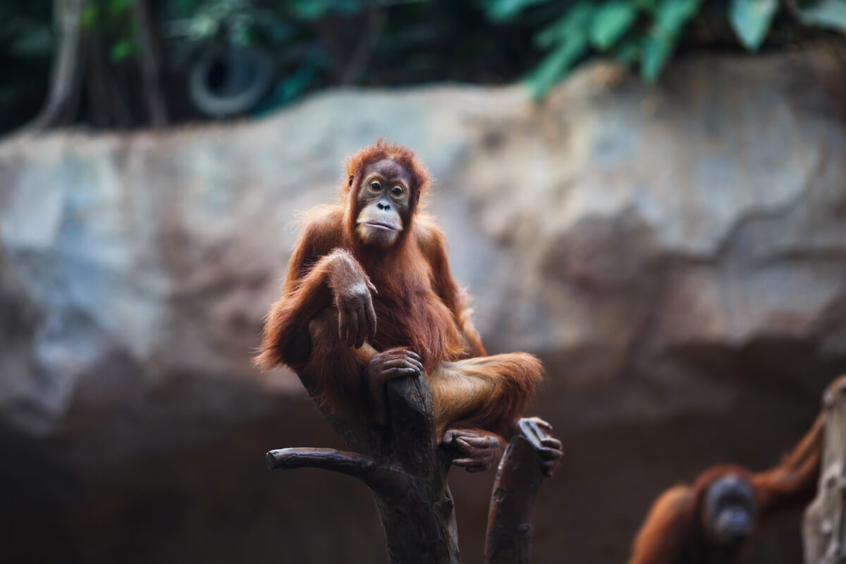 Un mono triste en el zoo.