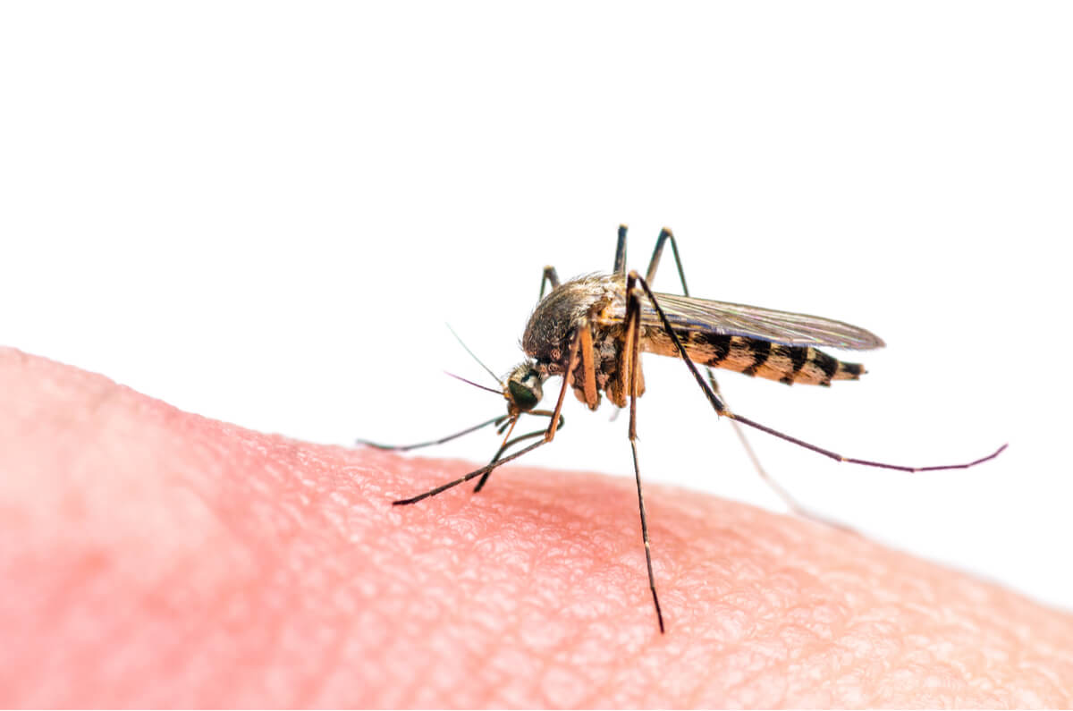The mosquito is one of the least long-lived animals in the world.