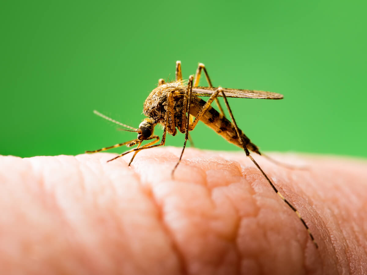 Mosquitoes are pollinating animals.