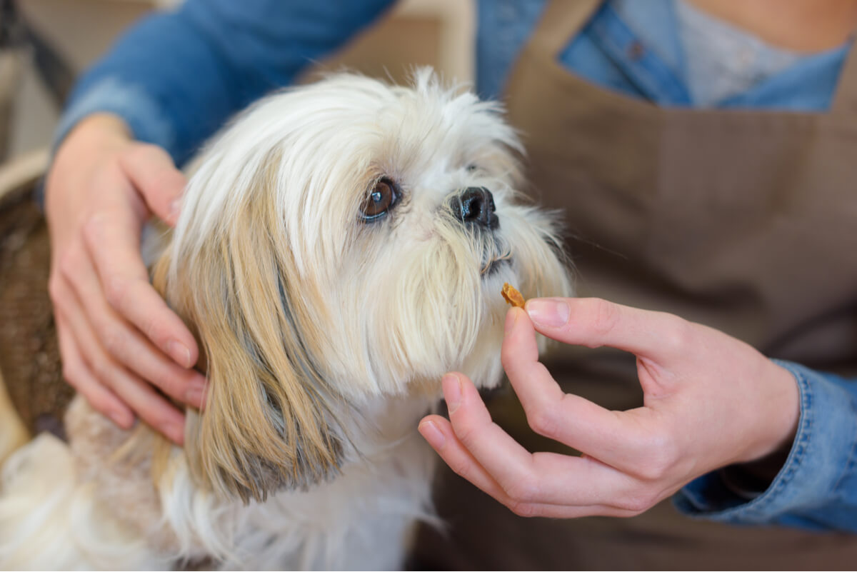 A woman gives a pill to a dog.