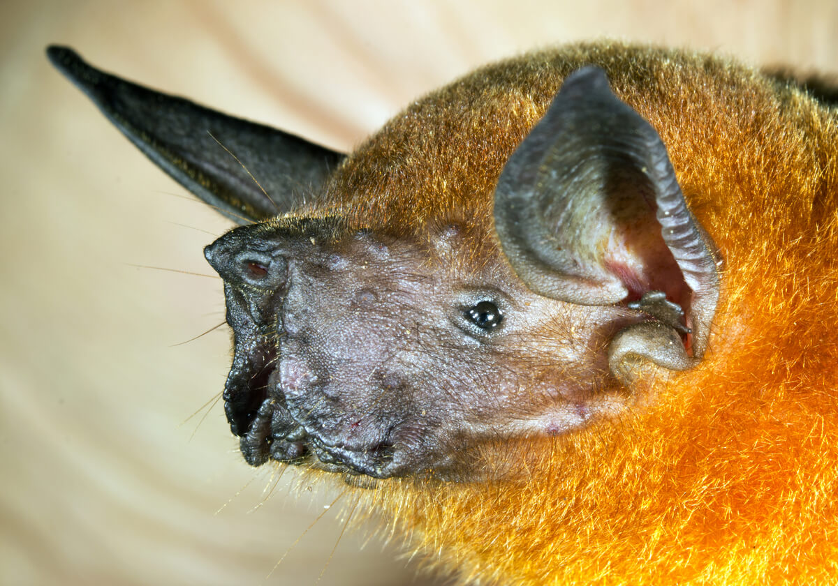 A fishing bat.