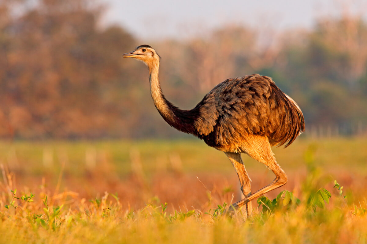 Nandu on yksi maailman suurimpia lintuja.