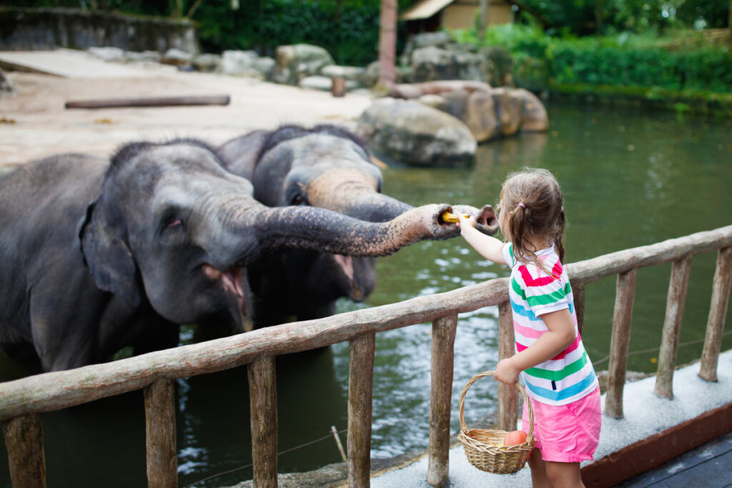 Una niña dando comida a un elefante.